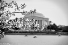 CherryBlossoms_BlackandWhite