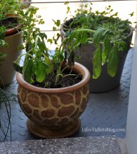 herbs_basil