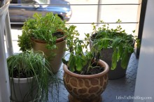 herbs_planted