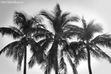 palmtrees_blackandwhite